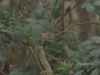 Bruine Boszanger [Phylloscopus fuscatus]